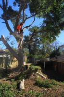 Chippers Tree Service image 7